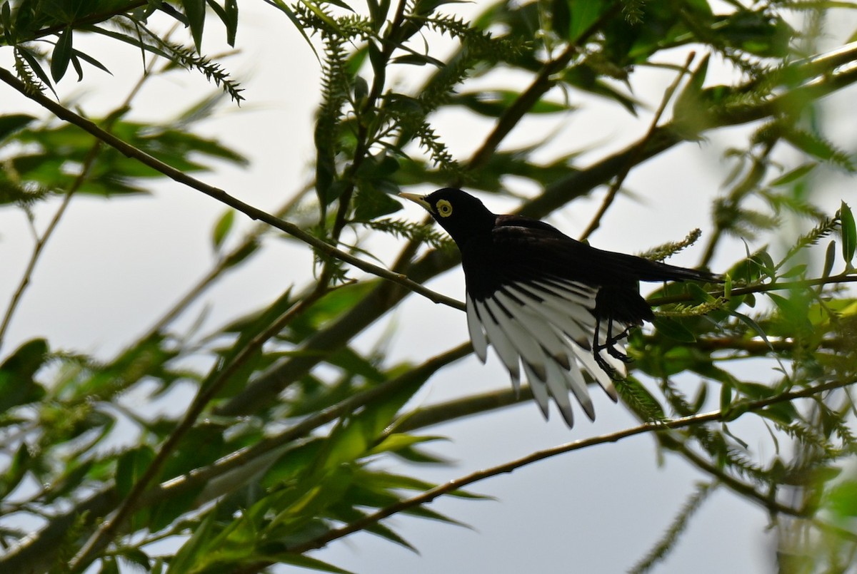 メガネタイランチョウ - ML645174977