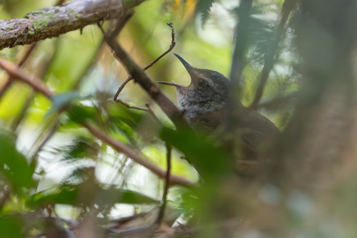 Кобилочочка буруйська - ML645174979