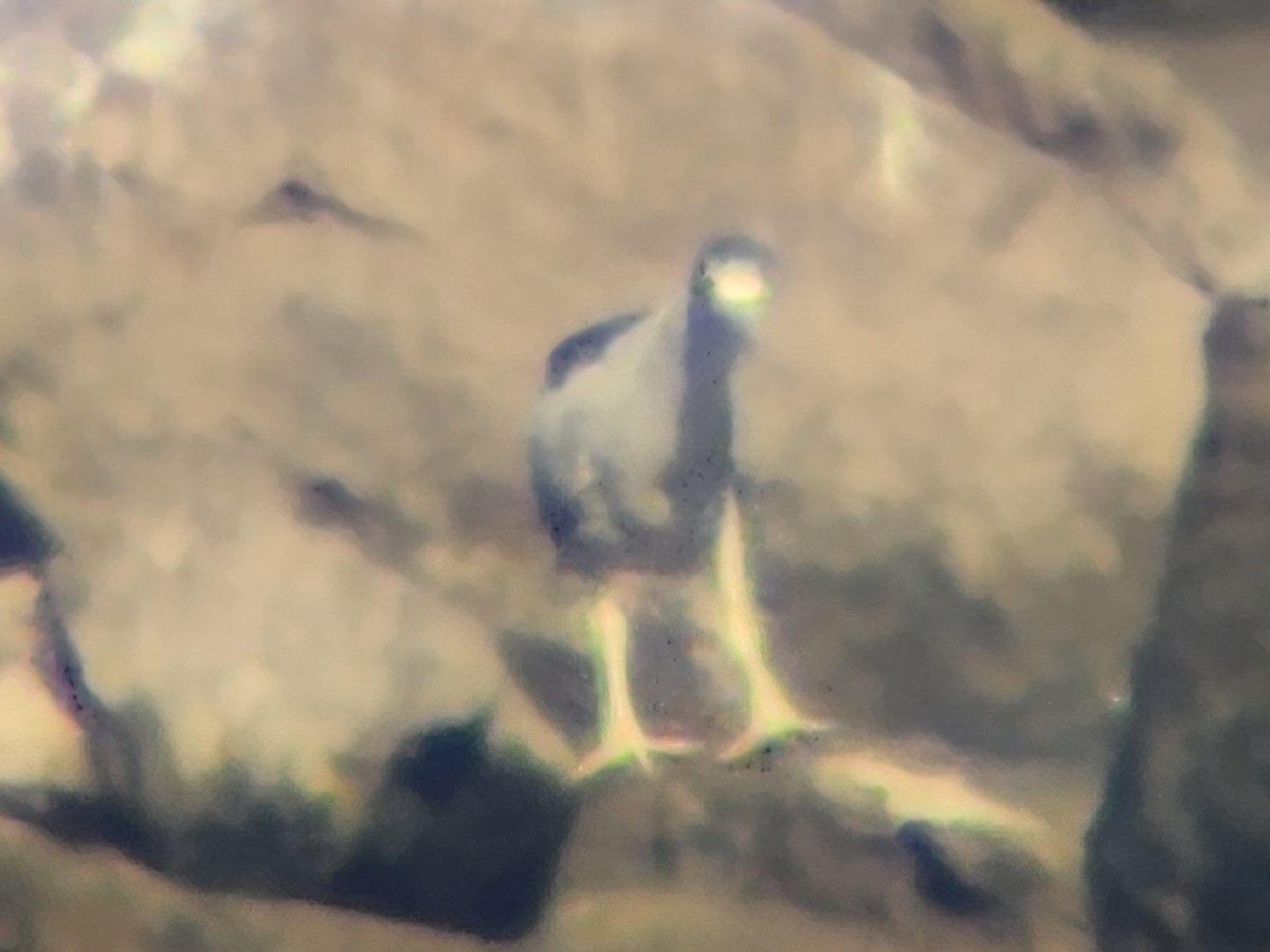 Ногоовор зашин - ML645174982