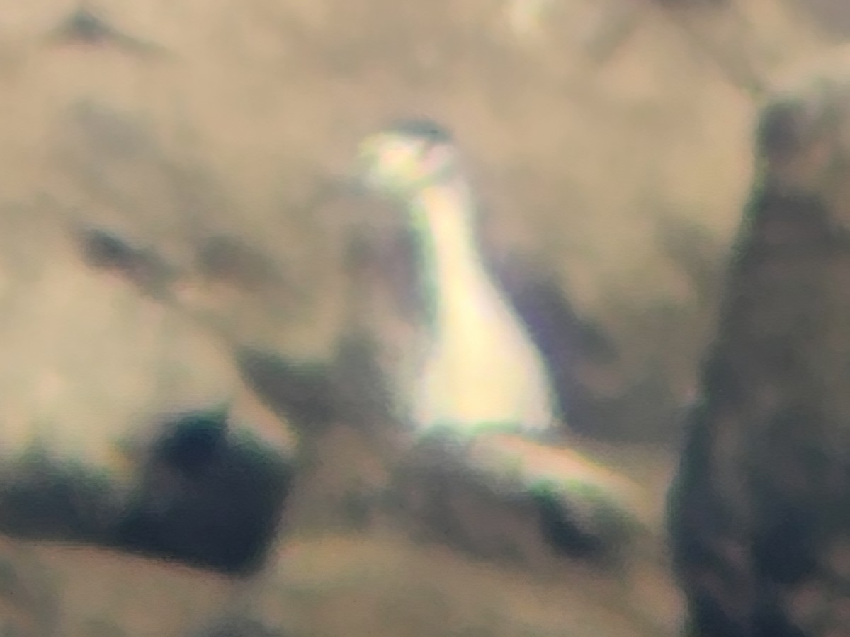 Ногоовор зашин - ML645174984