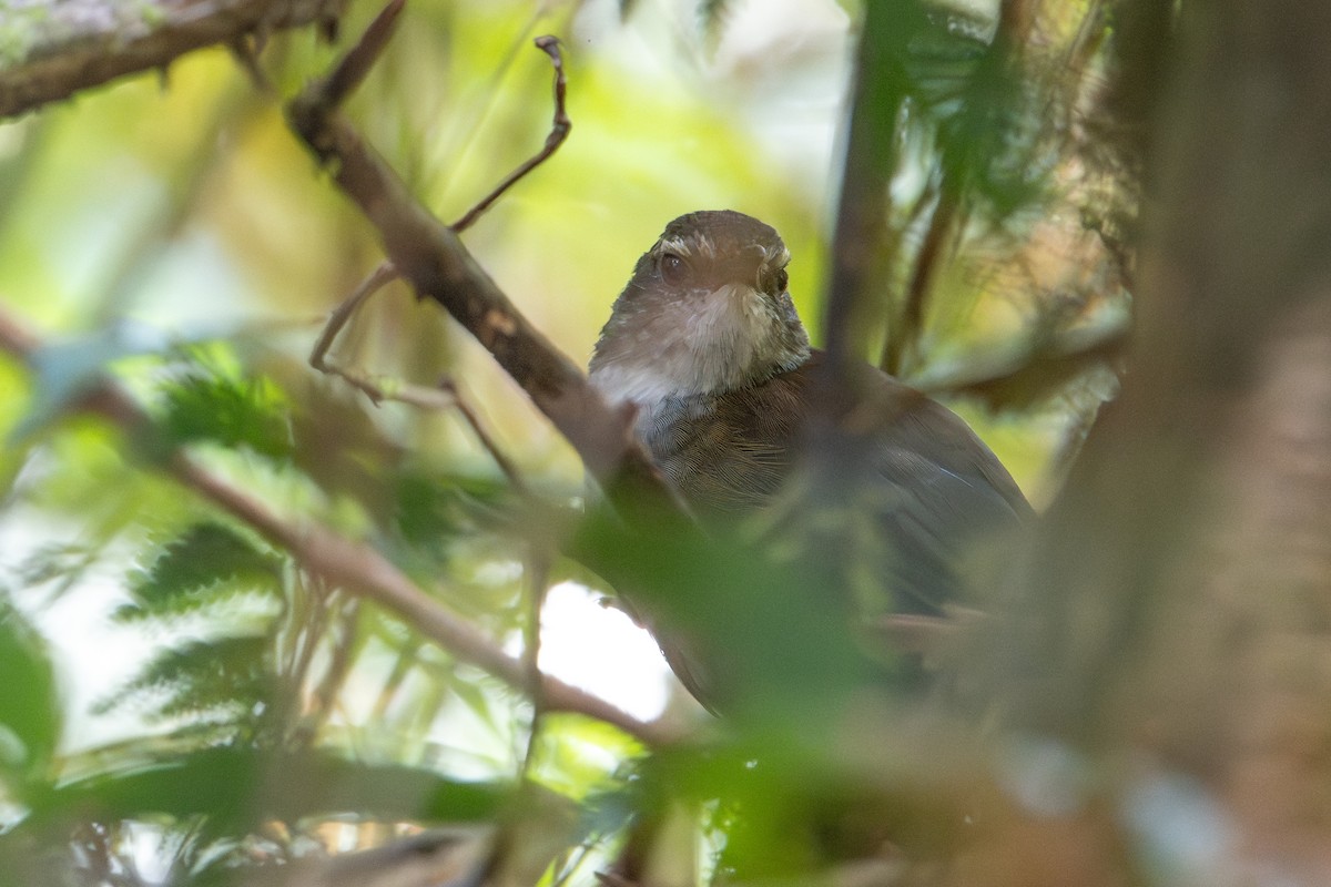 Кобилочочка буруйська - ML645174985