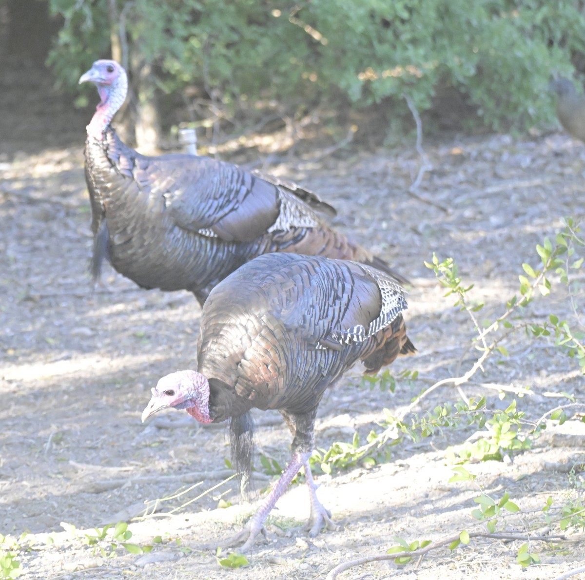 Wild Turkey - ML645174987