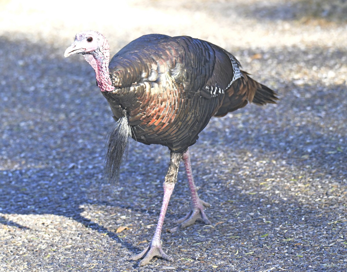 Wild Turkey - ML645174989
