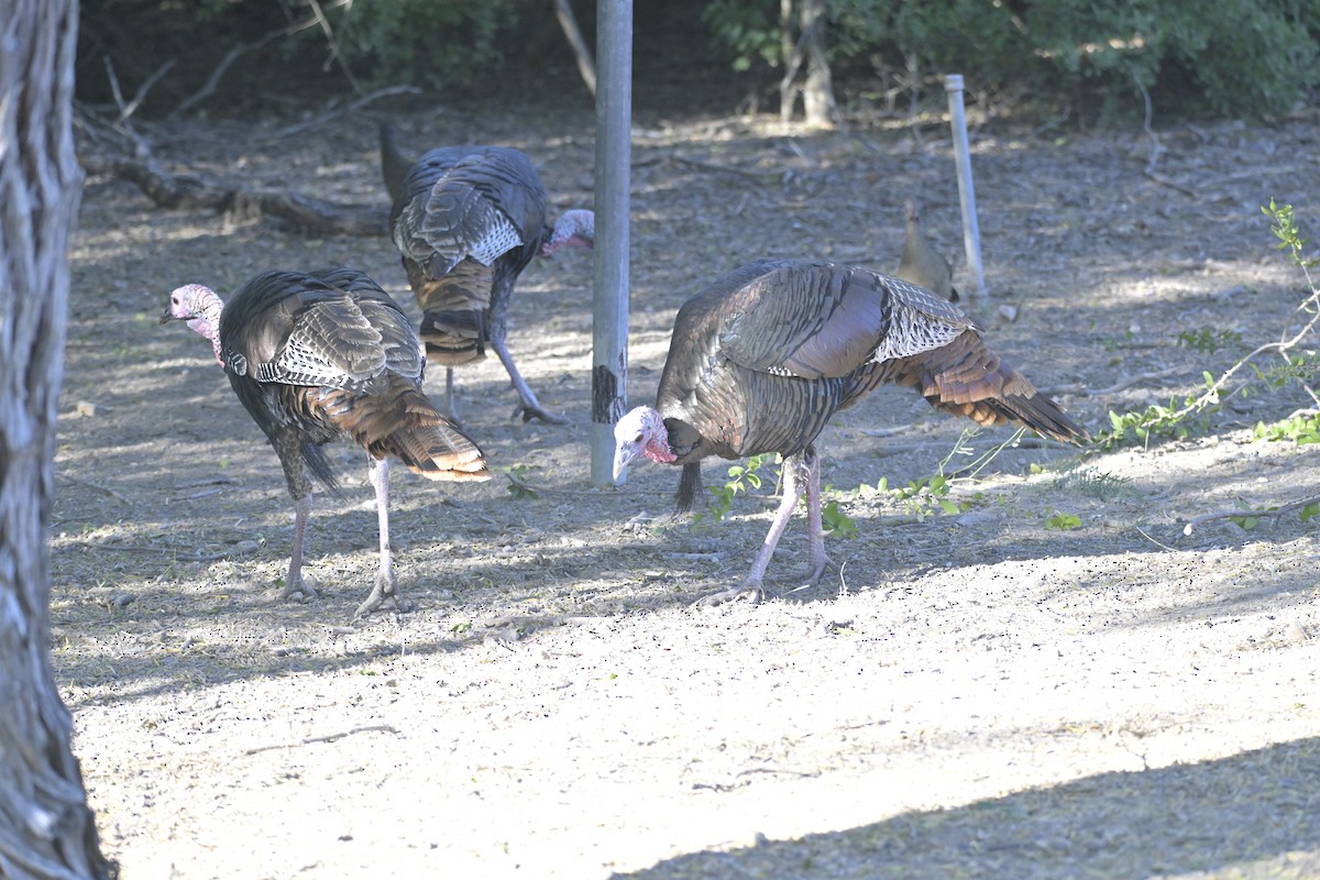 Wild Turkey - ML645174990