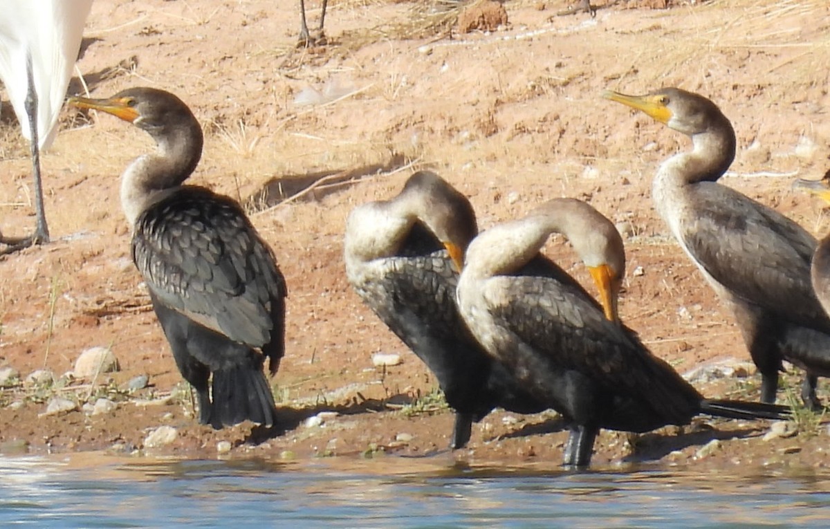 totoppskarv - ML645174998