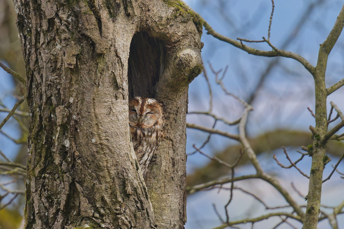 Chouette hulotte - ML645175003