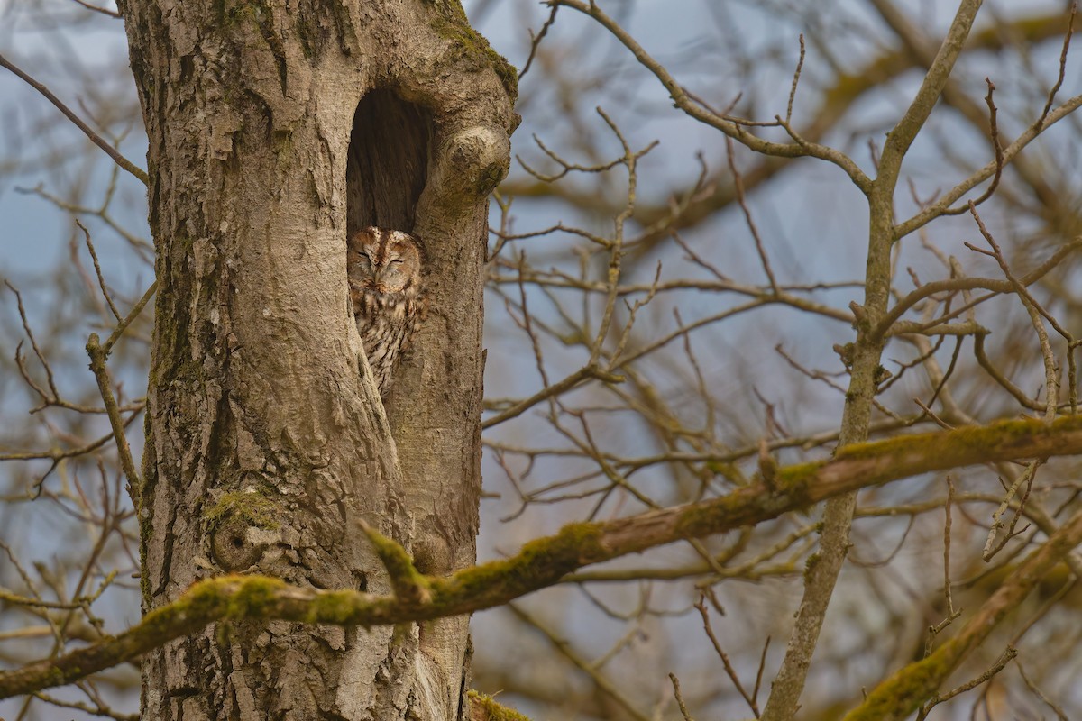 Chouette hulotte - ML645175007