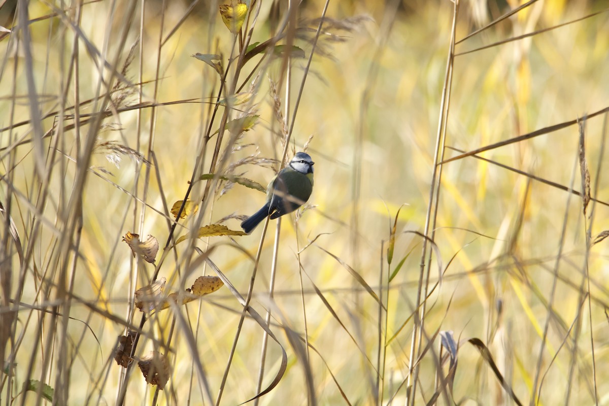 sýkora modřinka - ML645175011