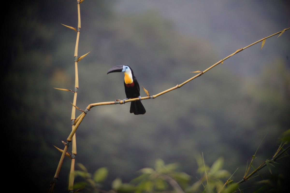 Channel-billed Toucan - ML645175015