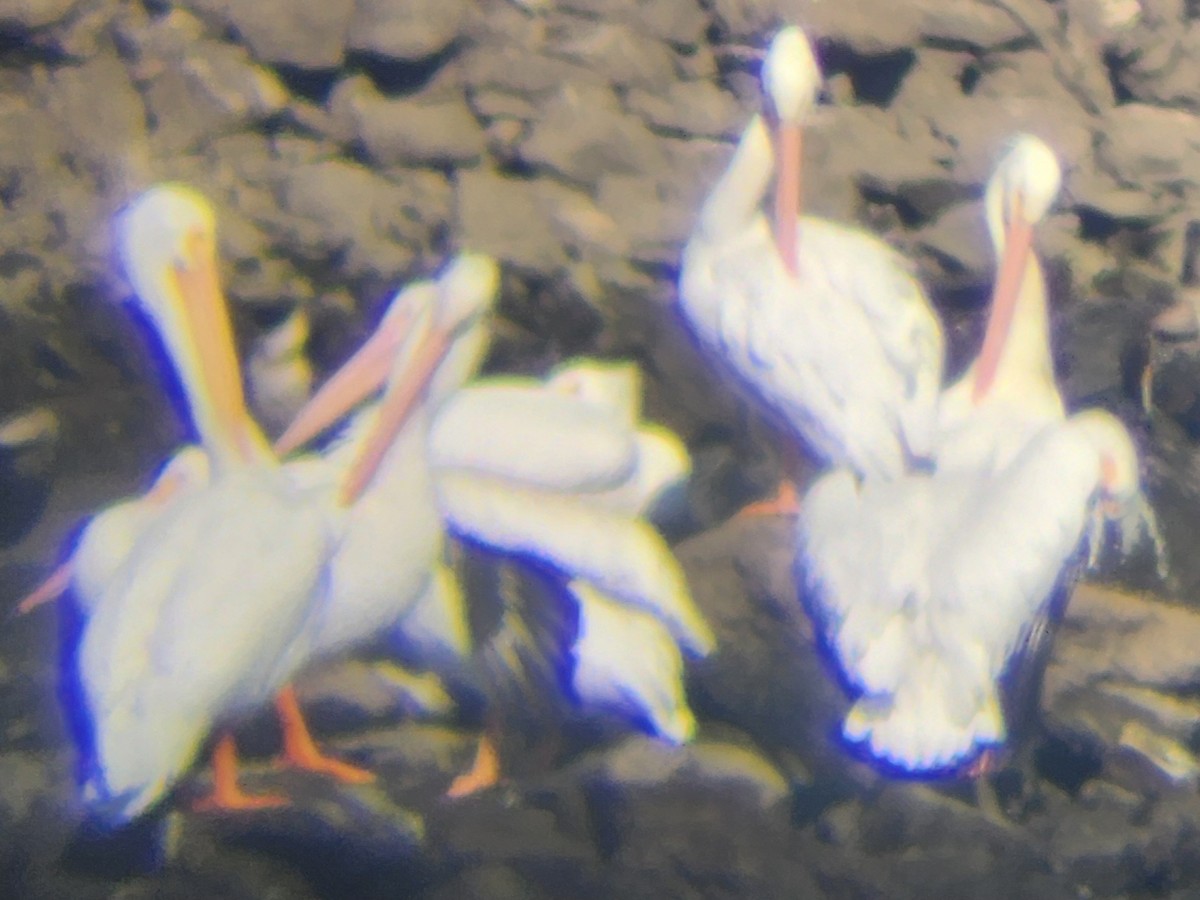 American White Pelican - ML645175027