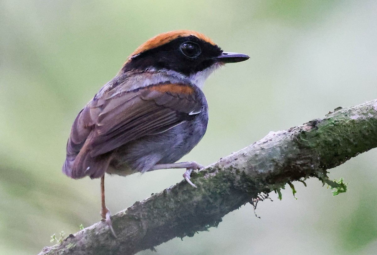 Black-cheeked Gnateater - ML645175031