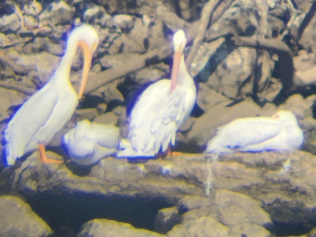 American White Pelican - ML645175033