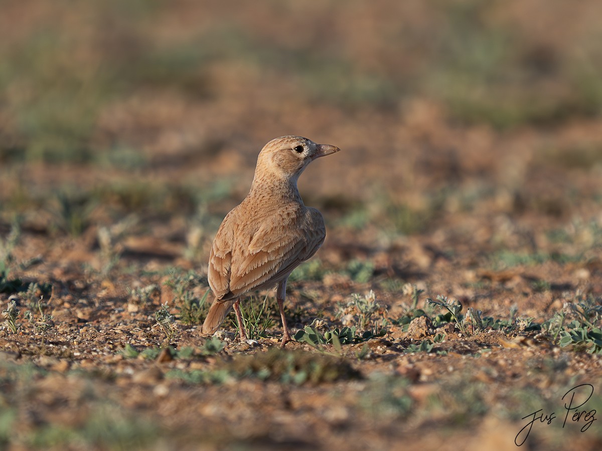 skřivan pruhoocasý - ML645175046