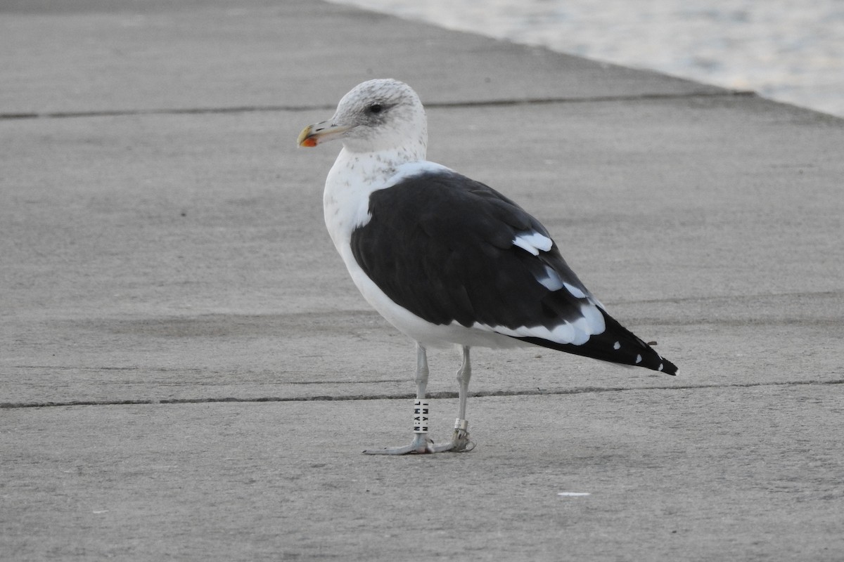 Kelp Gull - ML645175055