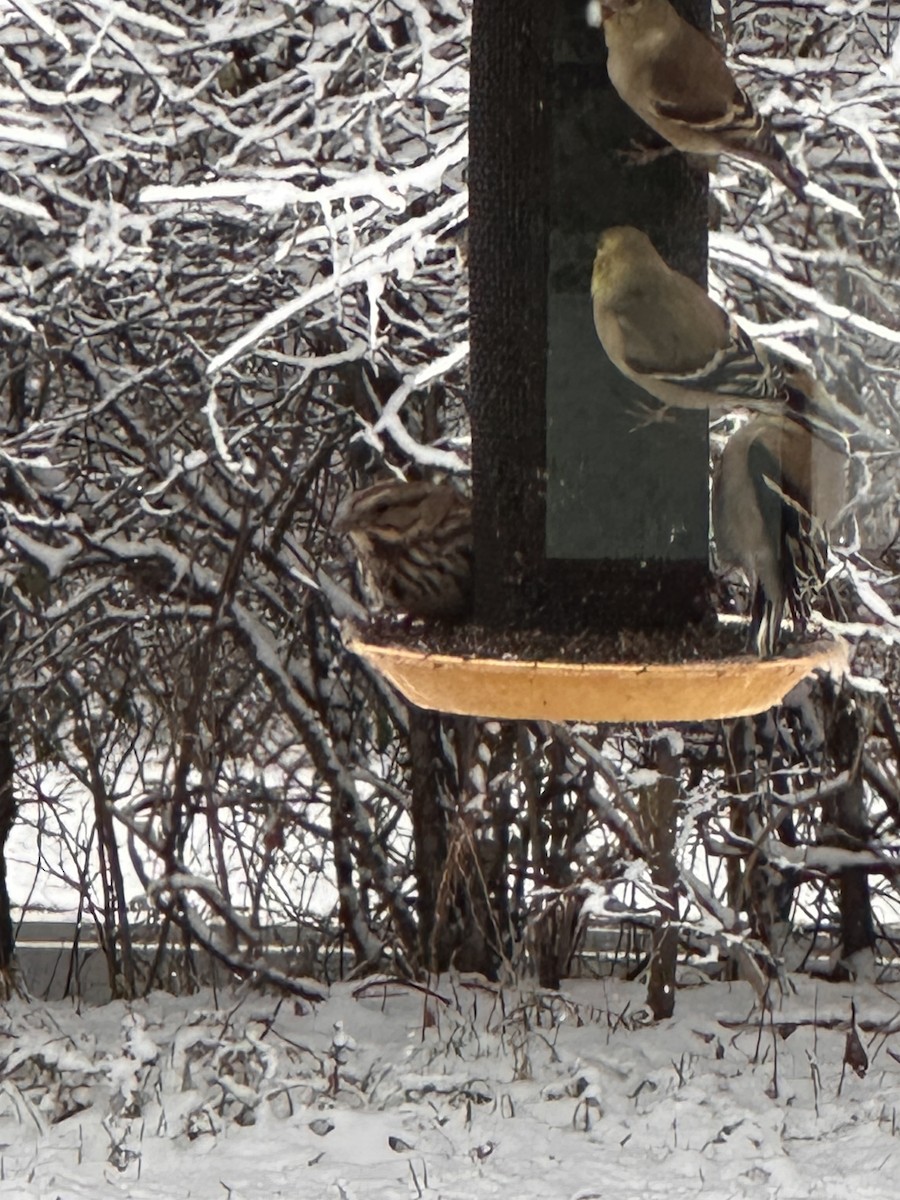 strnadec zpěvný - ML645175061