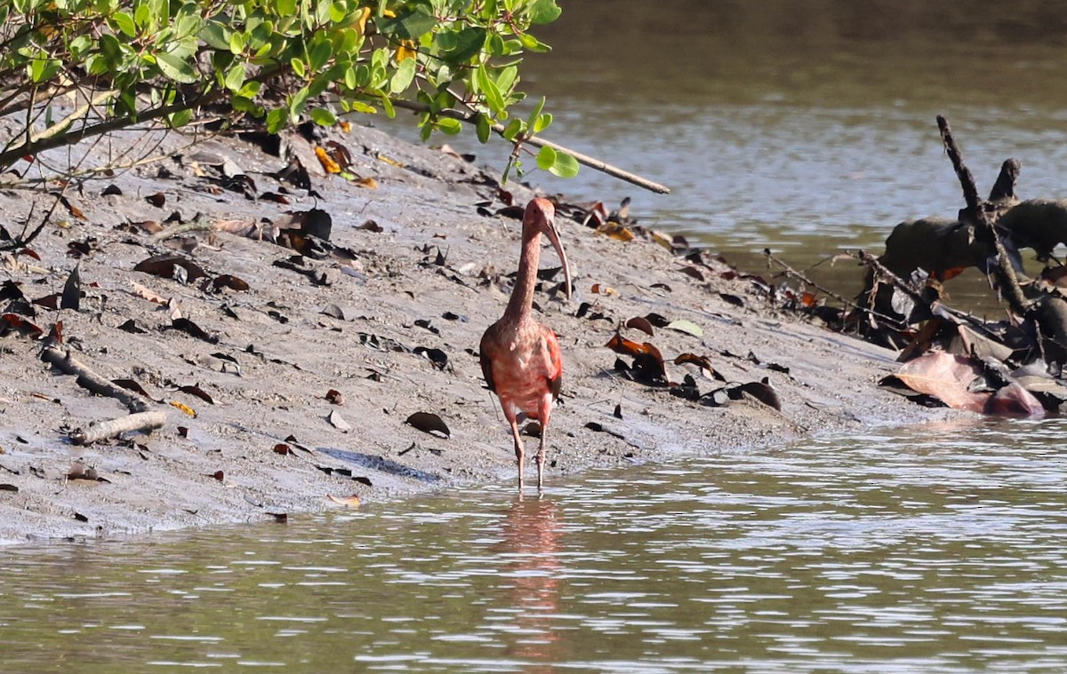 Scarlet Ibis - ML645175069