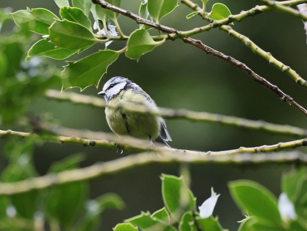 sýkora modřinka - ML645175082