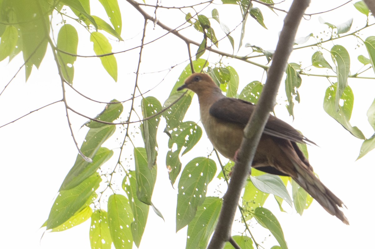 Amboyna Cuckoo-Dove - ML645175093