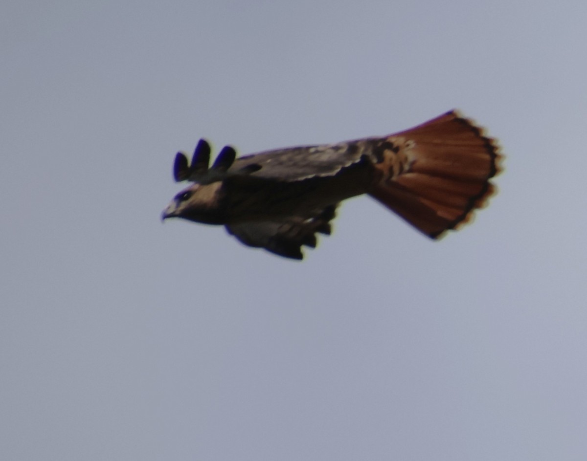Red-tailed Hawk - ML645175117