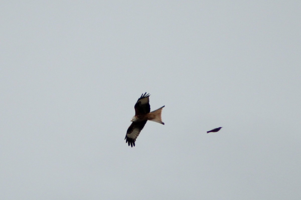 דיה אדומה - ML645175126