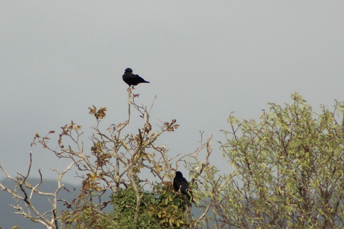 עורב אירופי - ML645175130