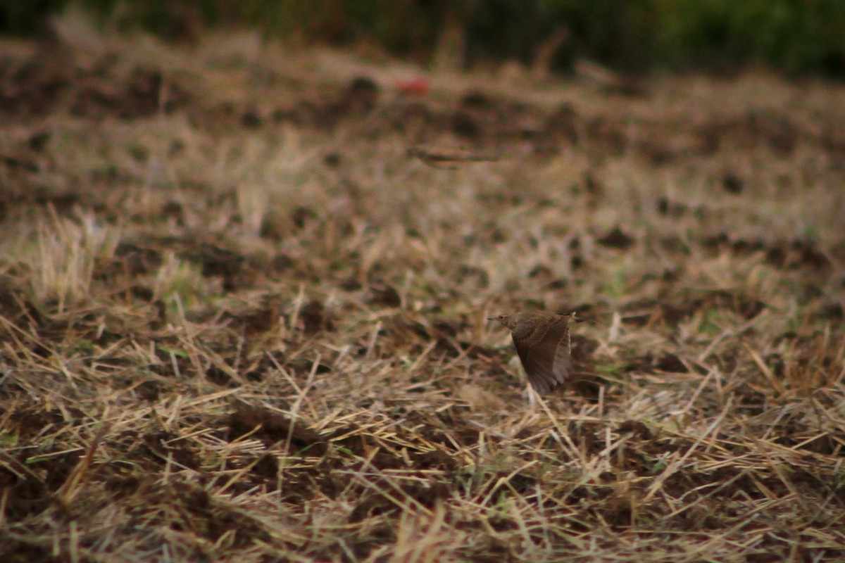עפרוני מצויץ - ML645175137