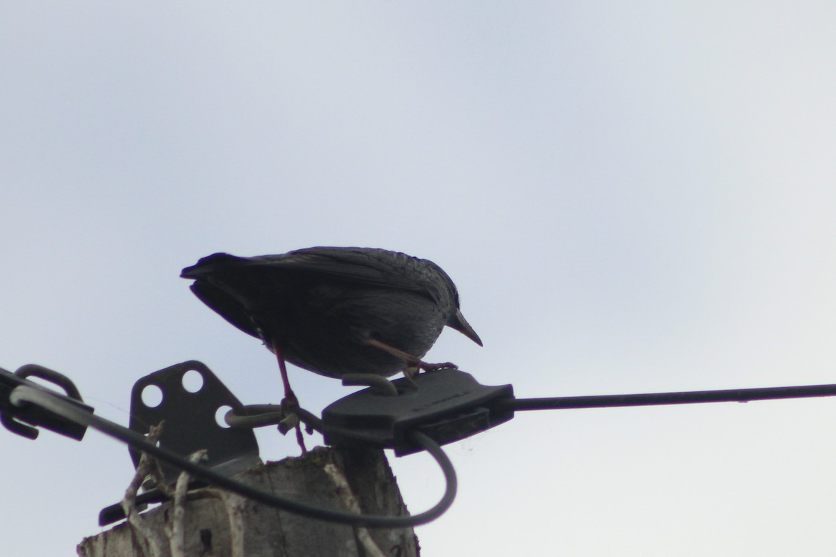 Einfarbstar - ML645175143