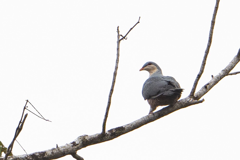 Buru Mountain-Pigeon - ML645175146