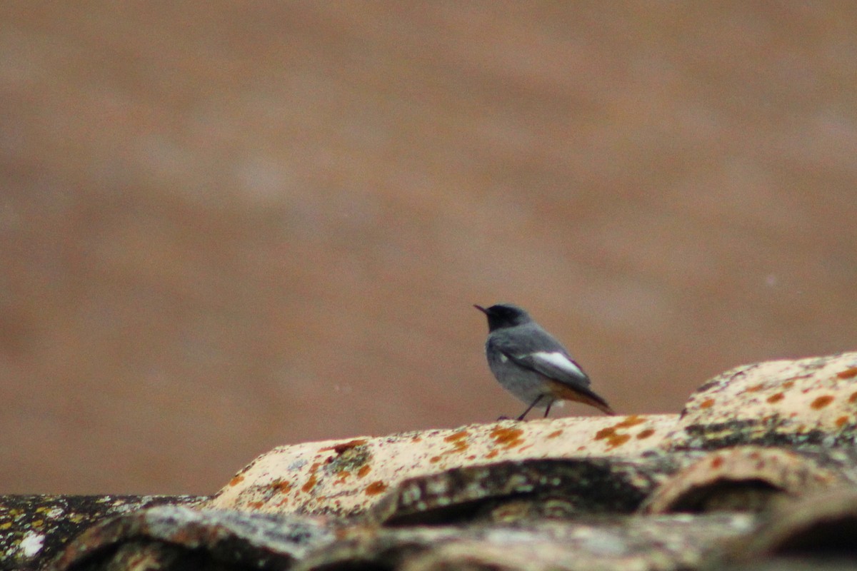 חכלילית סלעים - ML645175147