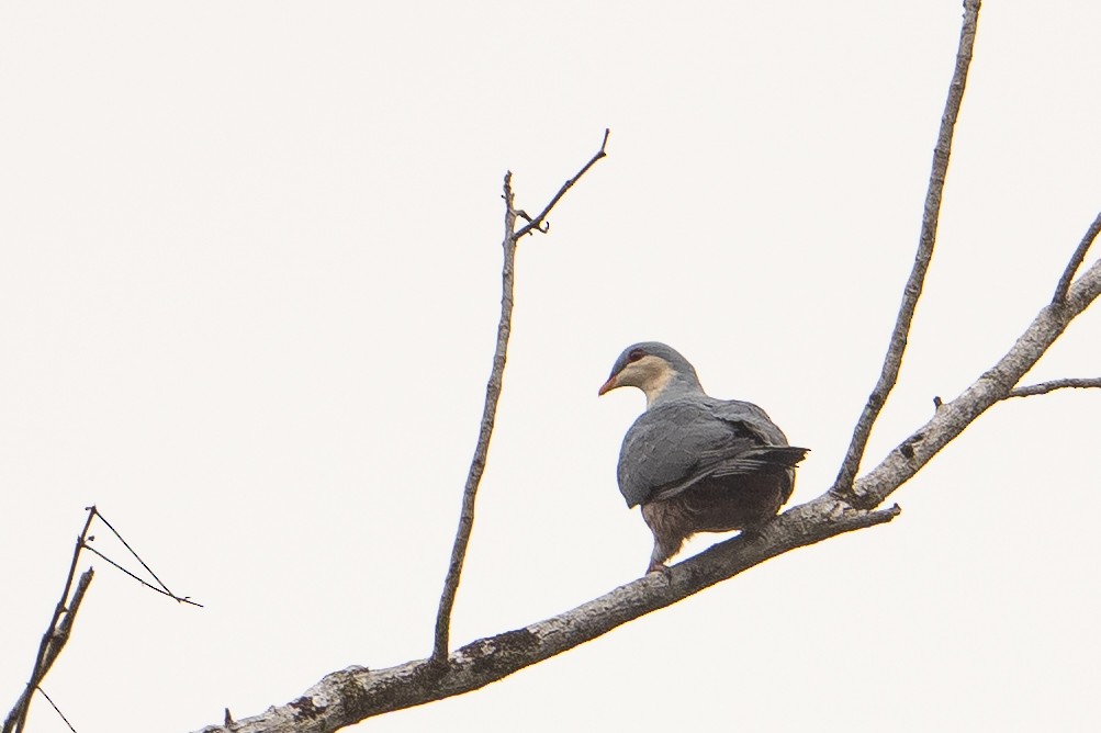 Buru Mountain-Pigeon - ML645175153