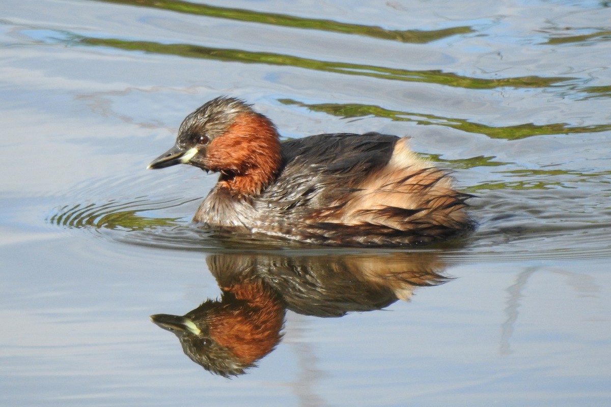 Little Grebe - ML645175182