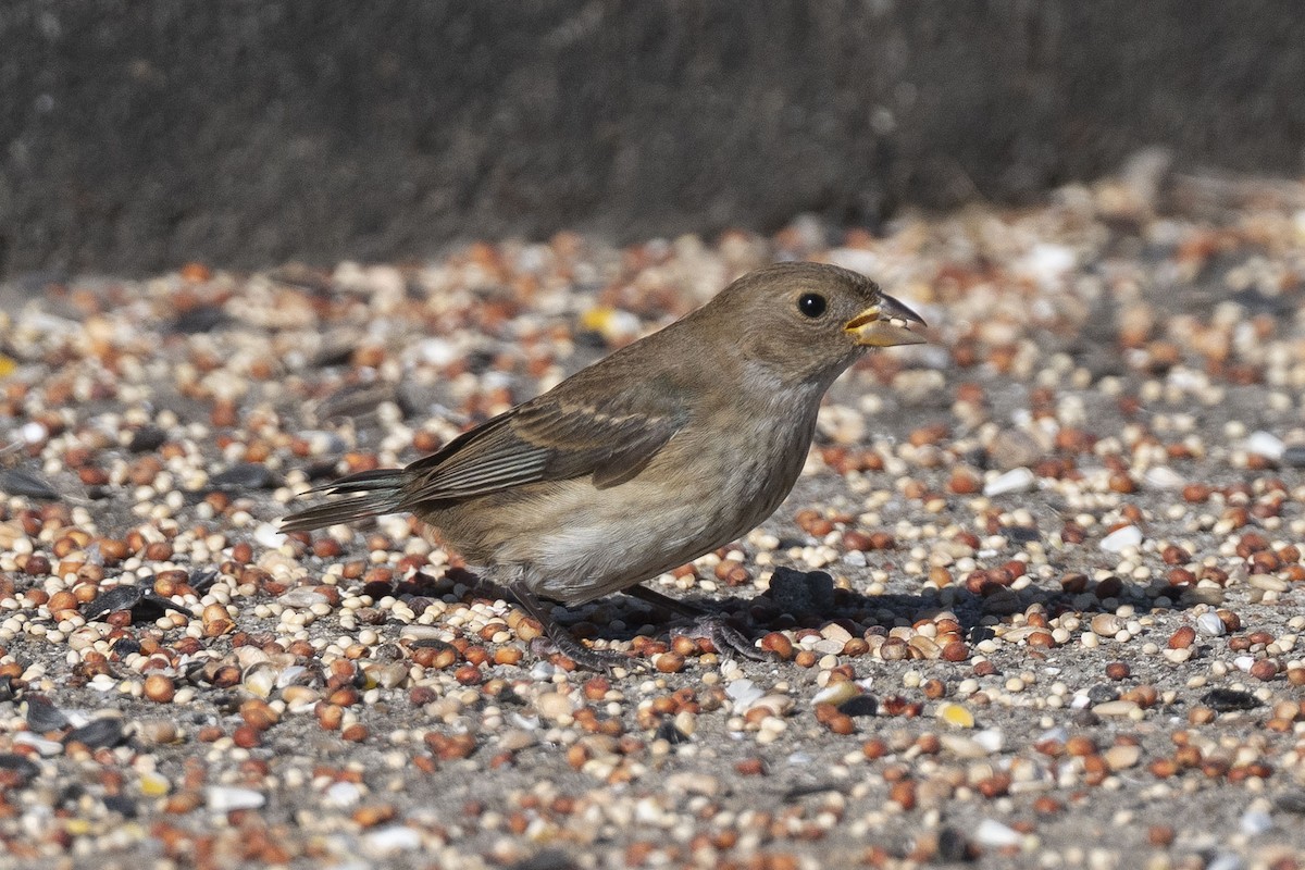 Indigo Bunting - ML645175187
