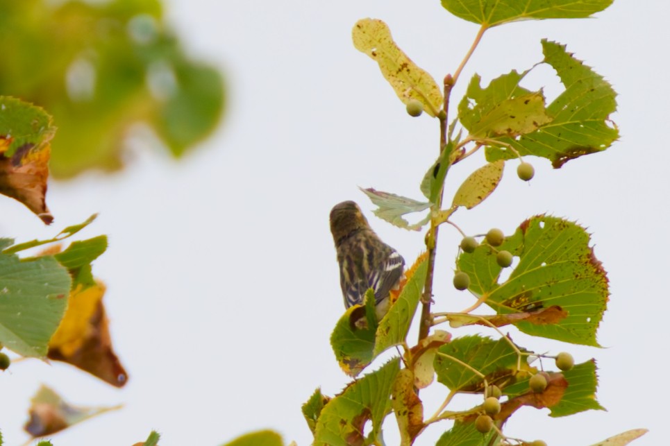 Blackburnian Warbler - ML645175224