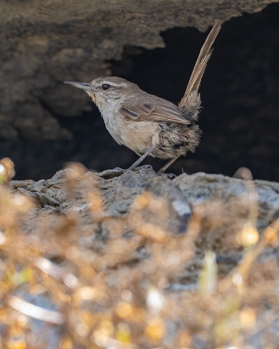 Cactus Canastero - ML645175227