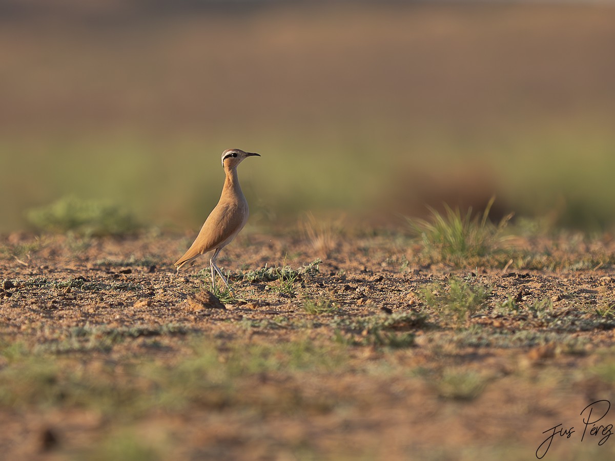 běhulík plavý - ML645175257