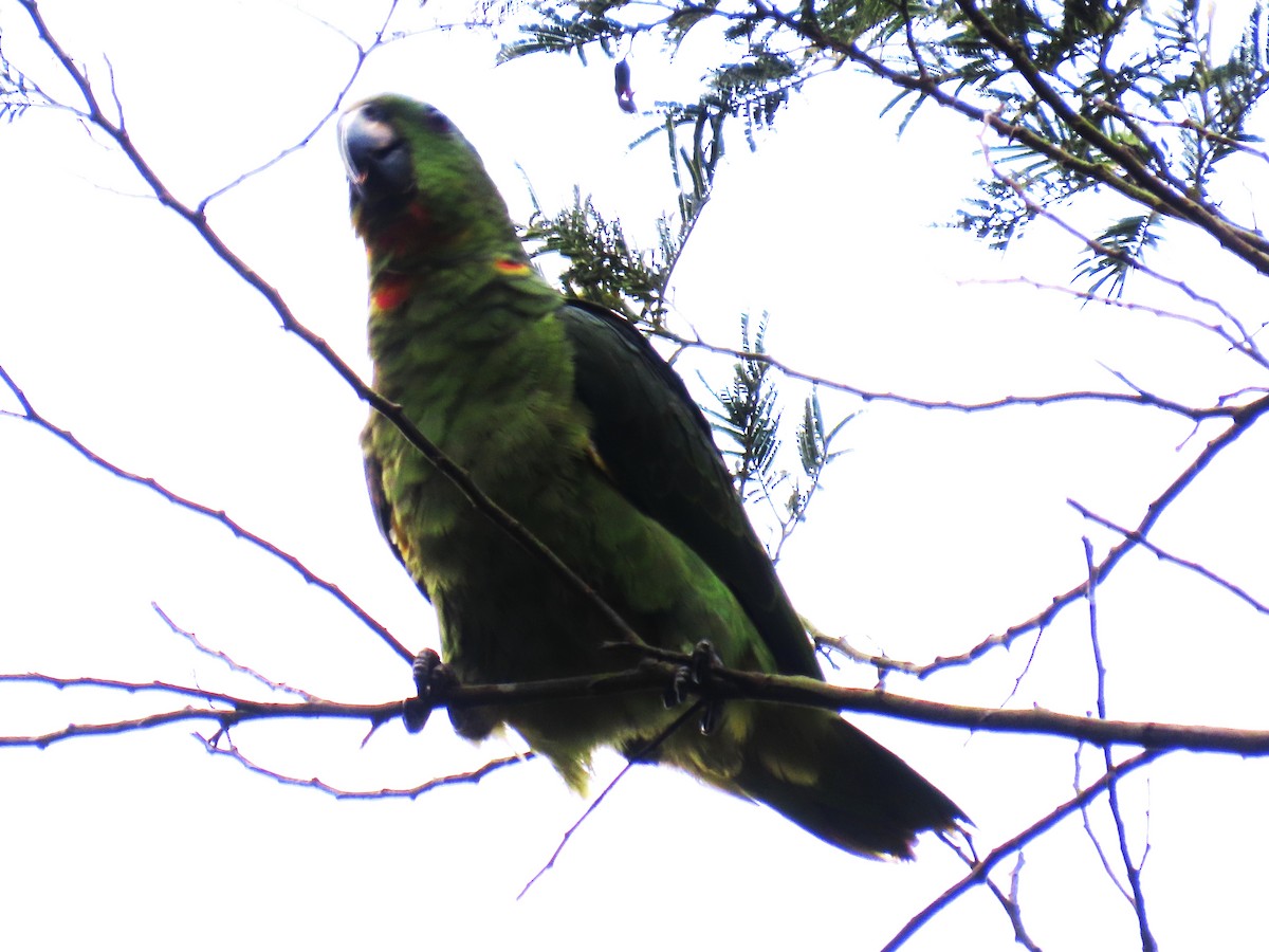 Scaly-naped Amazon - ML645175269