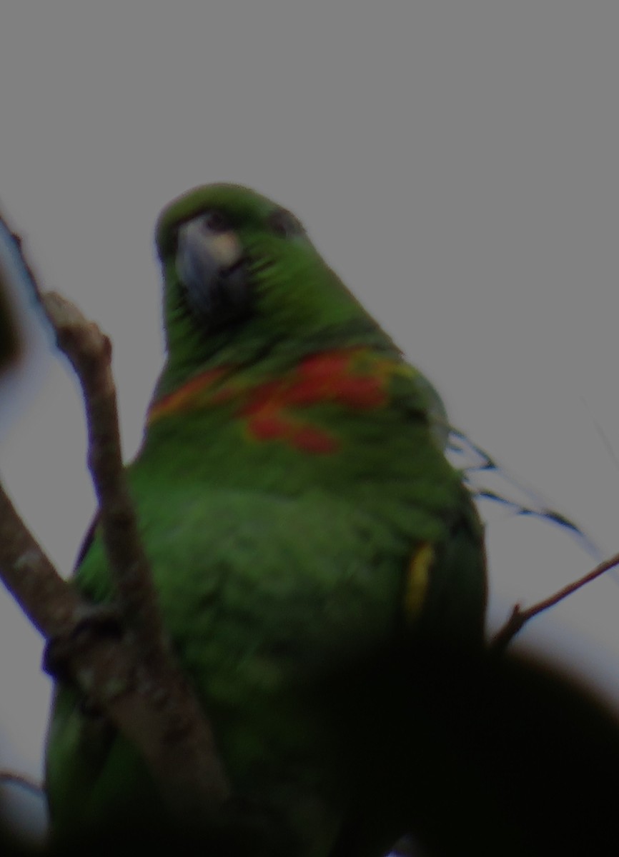 Scaly-naped Amazon - ML645175276