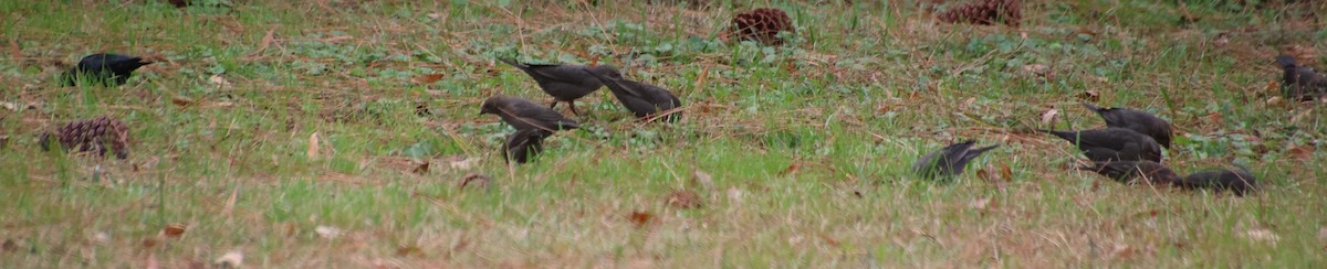 Braunkopf-Kuhstärling - ML645175278