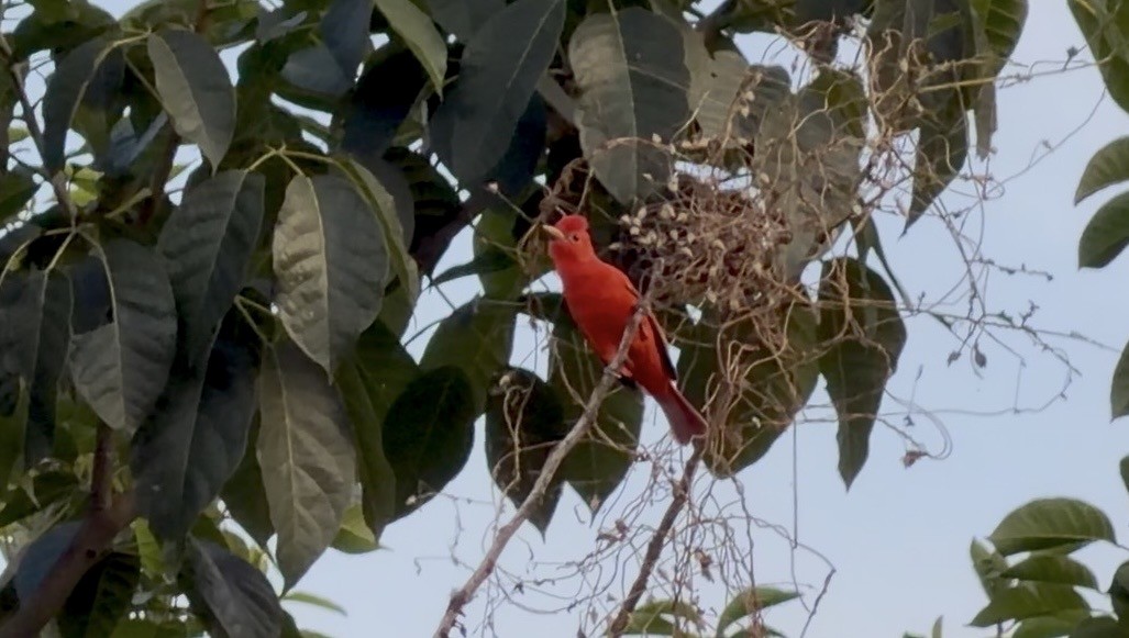 Summer Tanager - ML645175282
