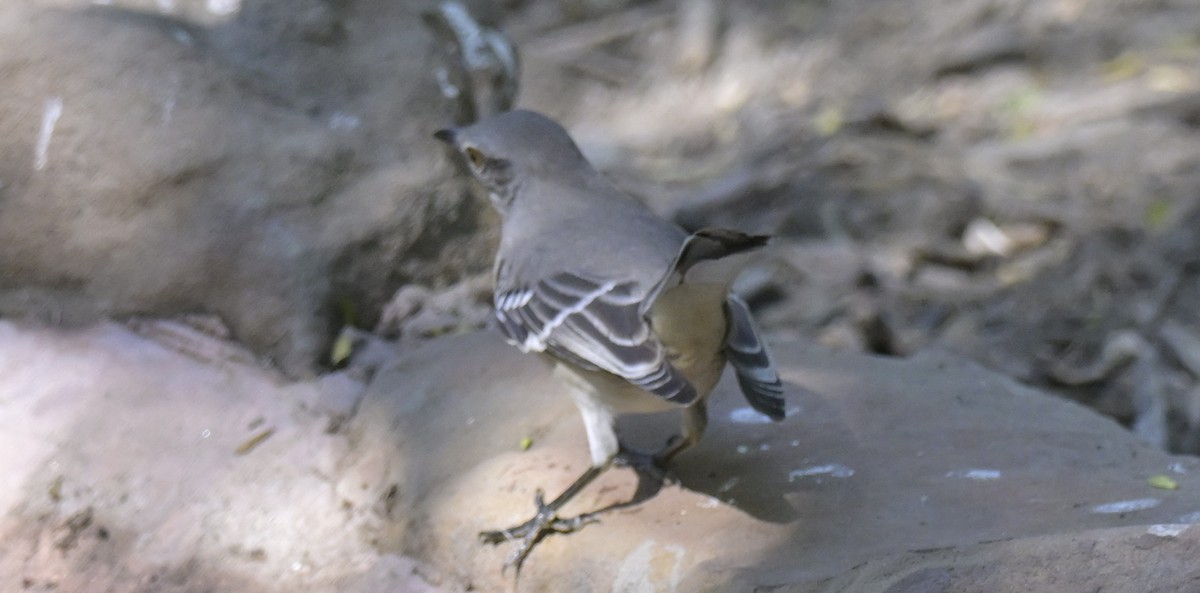Пересмішник багатоголосий - ML645175302