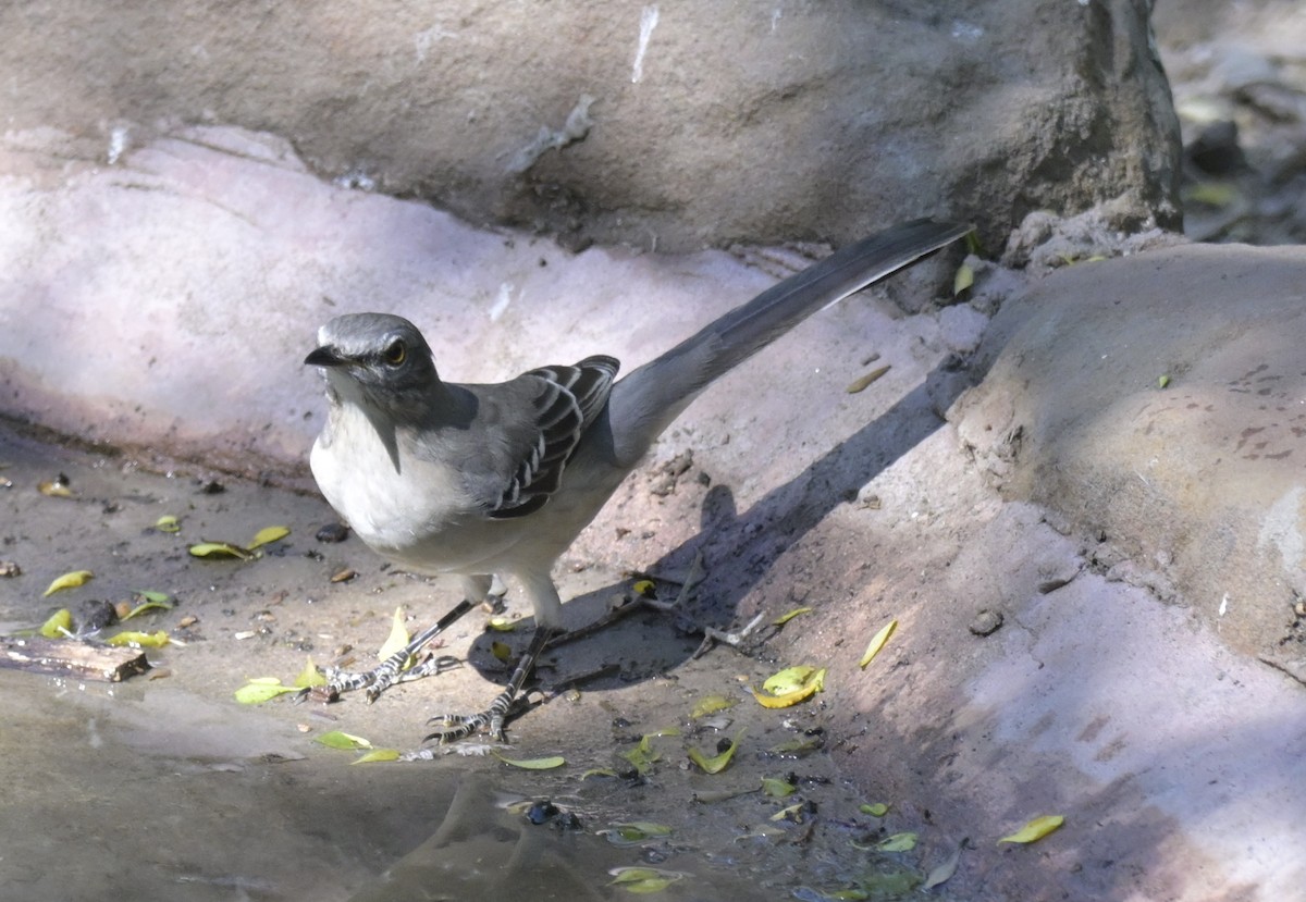 Пересмішник багатоголосий - ML645175303