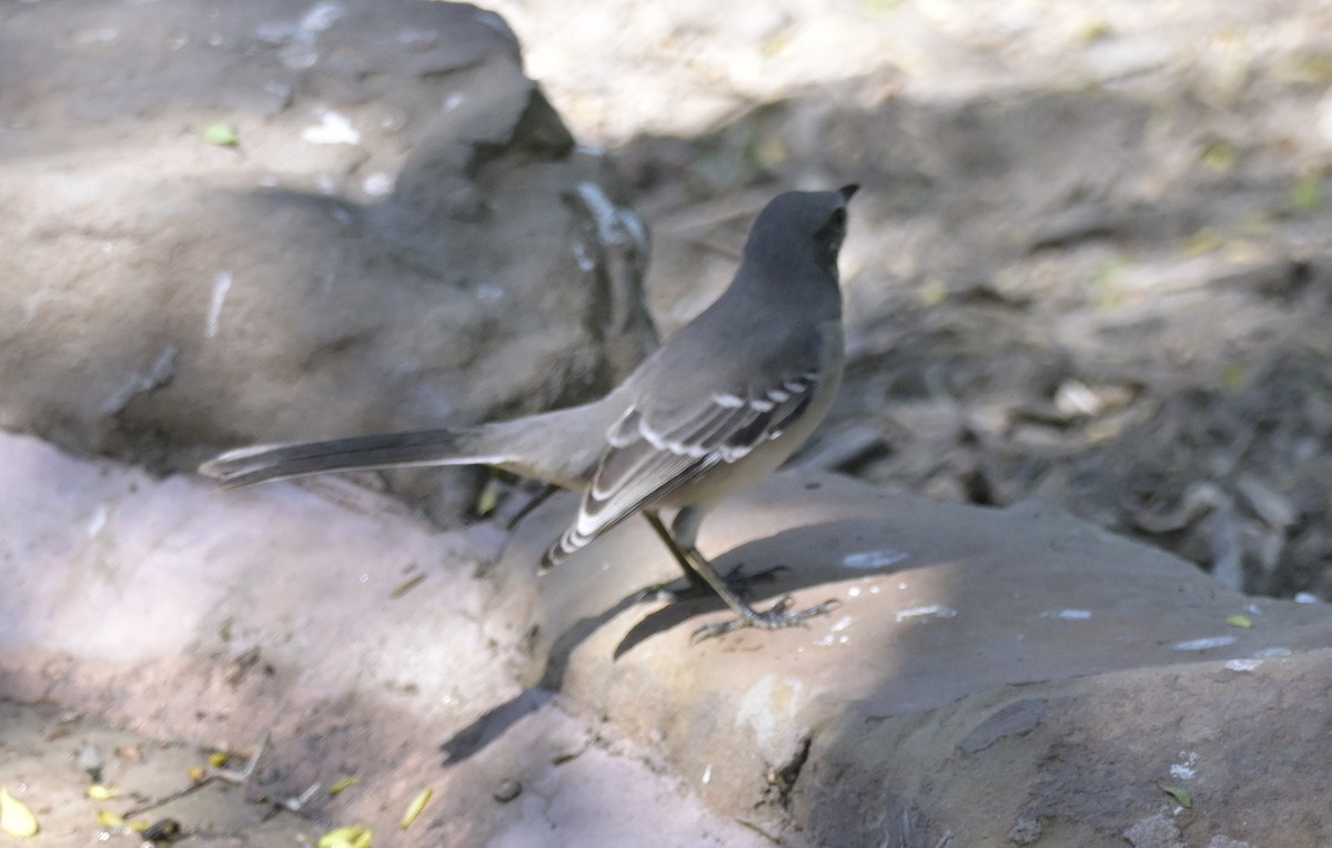 Пересмішник багатоголосий - ML645175304