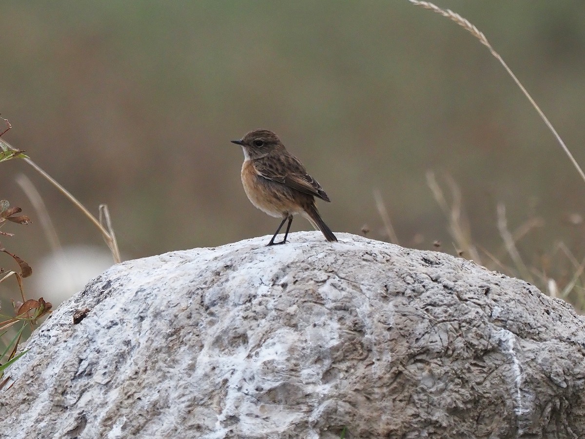 Трав'янка чорноголова - ML645175331