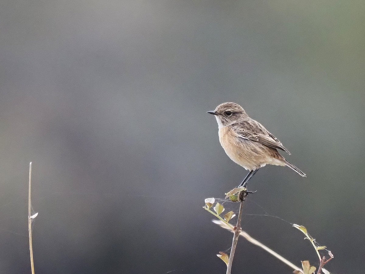 Трав'янка чорноголова - ML645175337