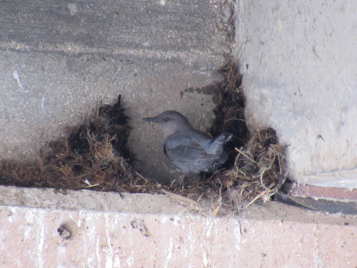 American Dipper - ML645175349