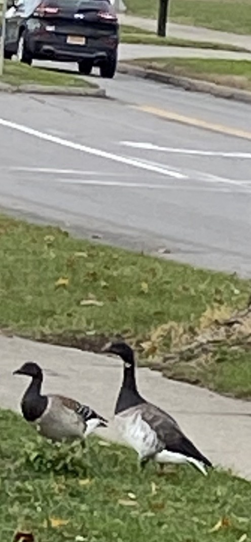 berneška tmavá - ML645175383