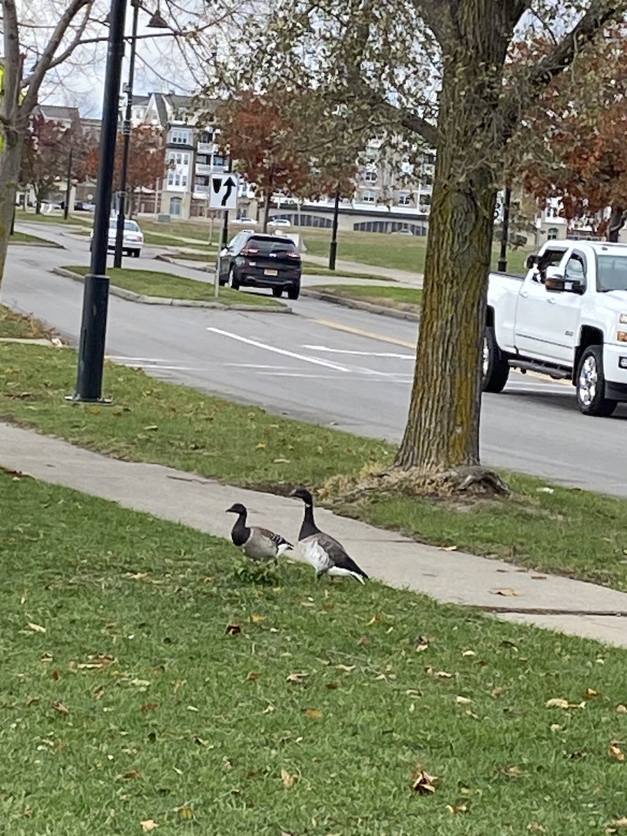 berneška tmavá - ML645175384