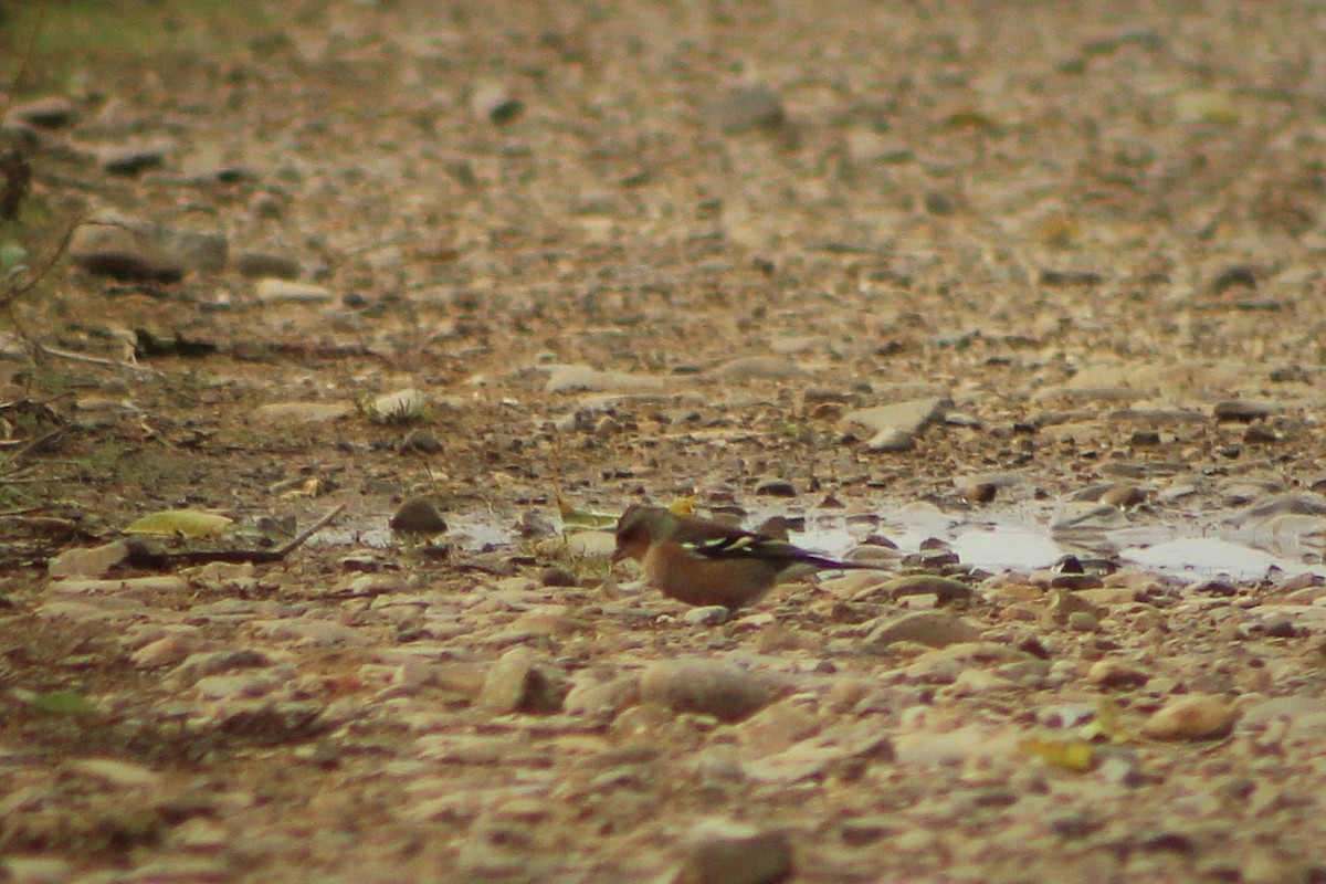 פרוש מצוי - ML645175385