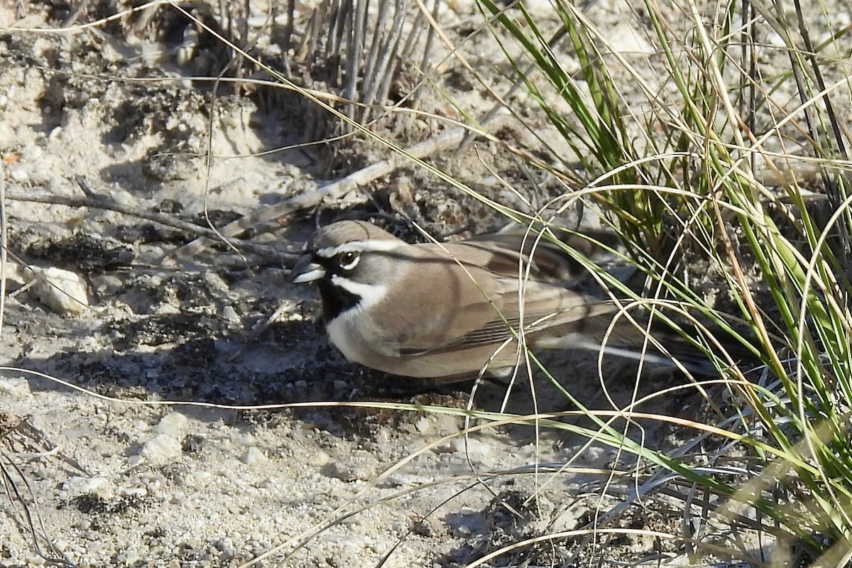 Black-throated Sparrow - ML645175390