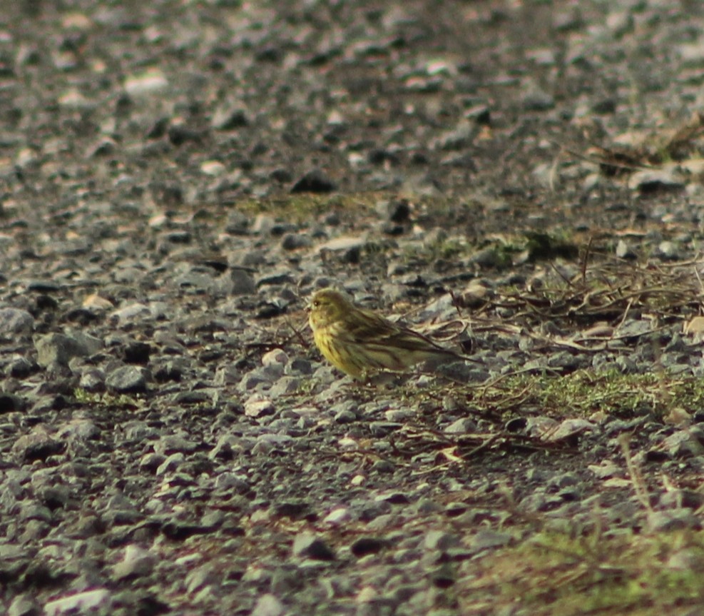 European Serin - ML645175400